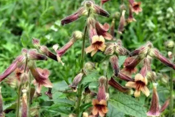 地黃的作用和功效 地黃泡水喝有什么好處 地黃的作用和功效 地黃泡水喝有什么好處