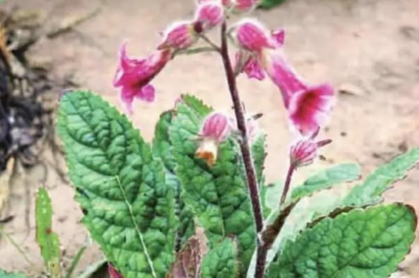 地黃會(huì)引起腹瀉嗎 地黃會(huì)造成小便發(fā)黃嗎 地黃會(huì)引起腹瀉嗎 地黃會(huì)造成小便發(fā)黃嗎