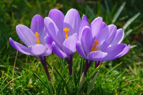 番紅花的功效與作用是什么 番紅花是不是藏紅花 番紅花的功效與作用是什么 番紅花是不是藏紅花