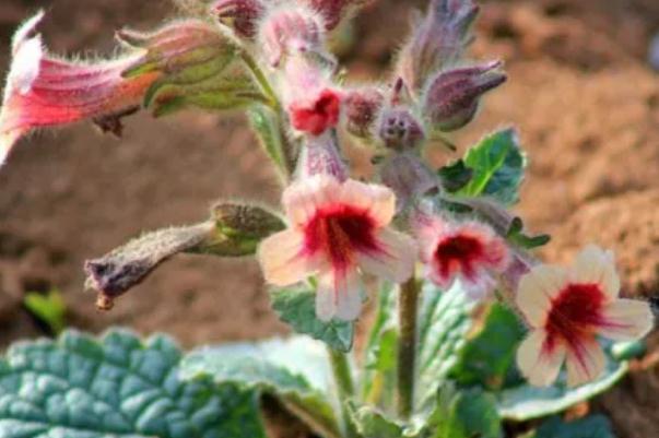 地黃會(huì)升高血壓嗎 地黃會(huì)影響月經(jīng)嗎 地黃會(huì)升高血壓嗎 地黃會(huì)影響月經(jīng)嗎