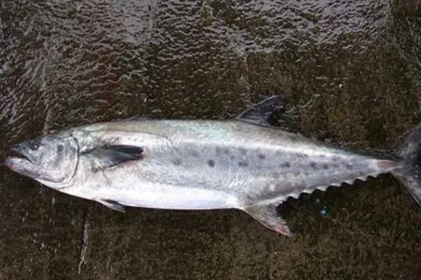 鲅魚和青魚的區(qū)別 鲅魚是寒性還是熱性 鲅魚和青魚的區(qū)別 鲅魚是寒性還是熱性