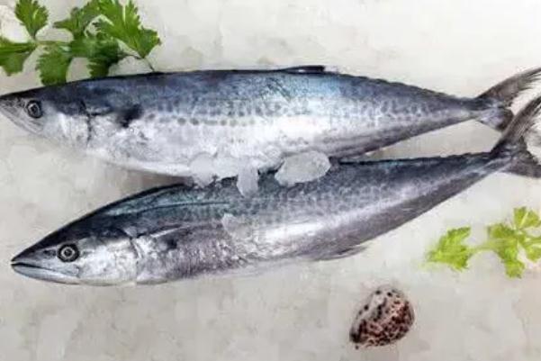 鲅魚有寄生蟲嗎 鲅魚有魚泡嗎 鲅魚有寄生蟲嗎 鲅魚有魚泡嗎