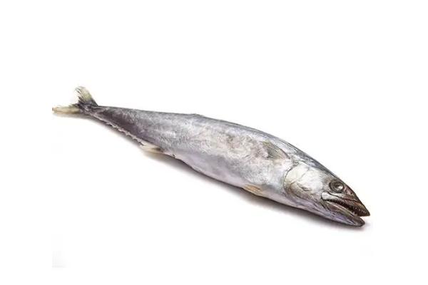 鲅魚有寄生蟲嗎 鲅魚有魚泡嗎 鲅魚有寄生蟲嗎 鲅魚有魚泡嗎