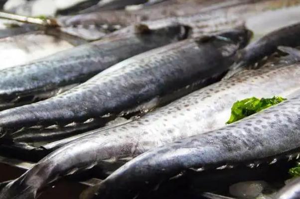 鲅魚對身體有什么好處 鲅魚對胃好嗎 鲅魚對身體有什么好處 鲅魚對胃好嗎