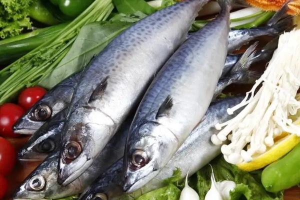 鲅魚(yú)的營(yíng)養(yǎng)價(jià)值及功效與作用 鲅魚(yú)是海魚(yú)還是淡水魚(yú) 鲅魚(yú)的營(yíng)養(yǎng)價(jià)值及功效與作用 鲅魚(yú)是海魚(yú)還是淡水魚(yú)