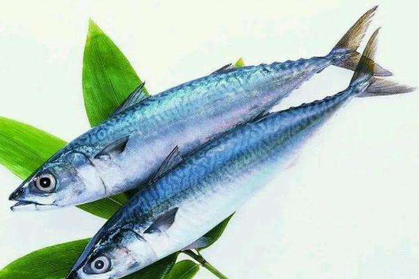 鲅魚(yú)的營(yíng)養(yǎng)價(jià)值及功效與作用 鲅魚(yú)是海魚(yú)還是淡水魚(yú) 鲅魚(yú)的營(yíng)養(yǎng)價(jià)值及功效與作用 鲅魚(yú)是海魚(yú)還是淡水魚(yú)