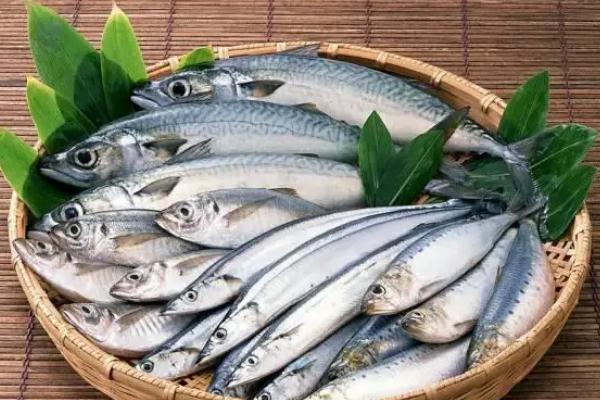 鲅魚可以生吃魚片嗎 鲅魚可以放多久 鲅魚可以生吃魚片嗎 鲅魚可以放多久