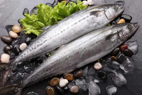 鲅魚熱量 鲅魚的魚籽能不能吃 鲅魚熱量 鲅魚的魚籽能不能吃