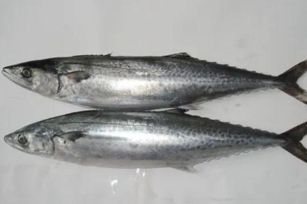 鲅魚(yú)孕婦可以吃嗎 鲅魚(yú)的蛋白質(zhì)含量是多少 鲅魚(yú)孕婦可以吃嗎 鲅魚(yú)的蛋白質(zhì)含量是多少