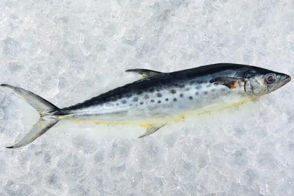 鲅魚可以生吃魚片嗎 鲅魚可以放多久 鲅魚可以生吃魚片嗎 鲅魚可以放多久