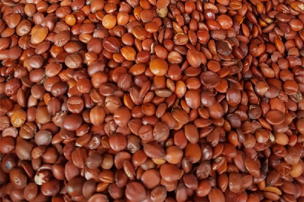 酸棗仁要搗碎才能煮嗎 酸棗仁泡水一次放多少克 酸棗仁要搗碎才能煮嗎 酸棗仁泡水一次放多少克