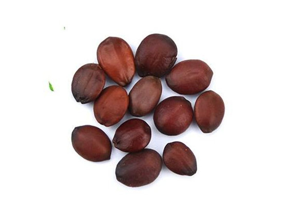 酸棗仁是酸棗的核嗎 酸棗仁是中藥嗎 酸棗仁是酸棗的核嗎 酸棗仁是中藥嗎