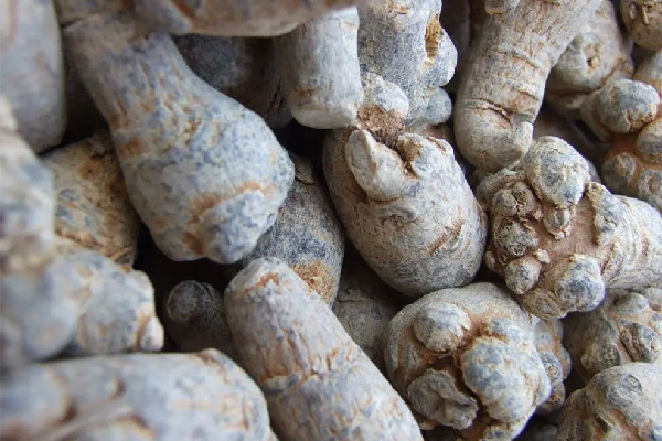 三七會(huì)影響月經(jīng)嗎 三七月經(jīng)不調(diào)可以喝嗎 三七會(huì)影響月經(jīng)嗎 三七月經(jīng)不調(diào)可以喝嗎