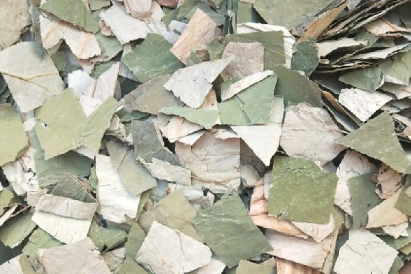 干荷葉泡水喝會拉肚子嗎 干荷葉泡水對導致胃不舒服嗎 干荷葉泡水喝會拉肚子嗎 干荷葉泡水對導致胃不舒服嗎