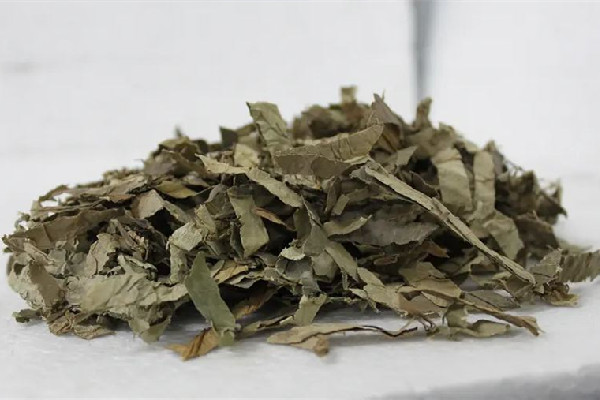 干荷葉泡水喝會拉肚子嗎 干荷葉泡水對導致胃不舒服嗎 干荷葉泡水喝會拉肚子嗎 干荷葉泡水對導致胃不舒服嗎