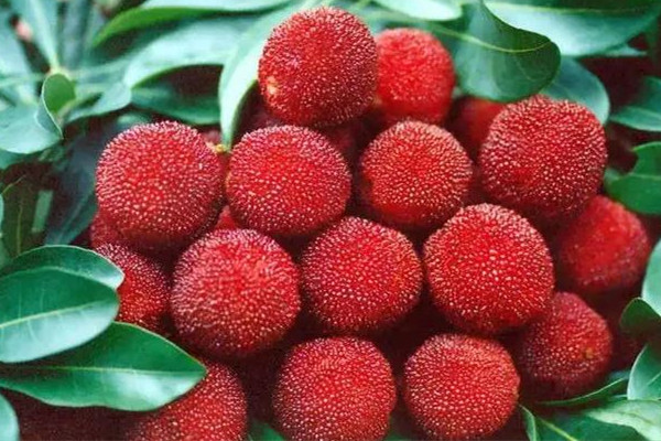 楊梅吃多了會流鼻血嗎 楊梅不吃了如何存放 楊梅吃多了會流鼻血嗎 楊梅不吃了如何存放