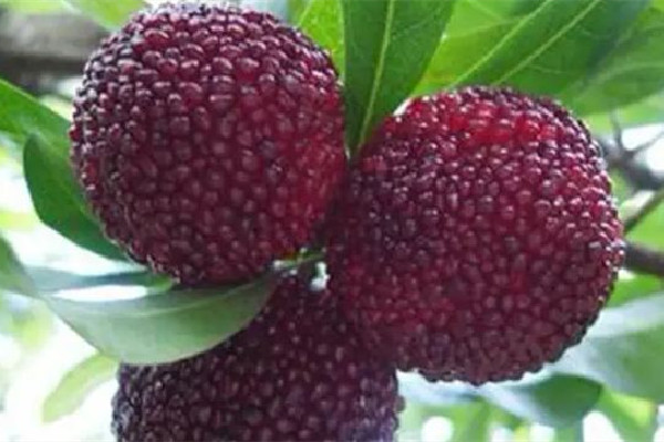 楊梅的功效和作用 楊梅可以做成哪些美食 楊梅的功效和作用 楊梅可以做成哪些美食