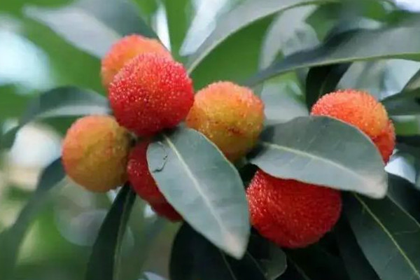 楊梅用鹽水泡多長(zhǎng)時(shí)間 楊梅用面粉洗的干凈嗎