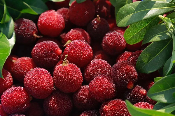 楊梅吃多了會流鼻血嗎 楊梅不吃了如何存放 楊梅吃多了會流鼻血嗎 楊梅不吃了如何存放