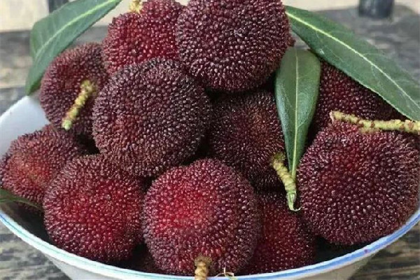 楊梅吃多了會流鼻血嗎 楊梅不吃了如何存放 楊梅吃多了會流鼻血嗎 楊梅不吃了如何存放