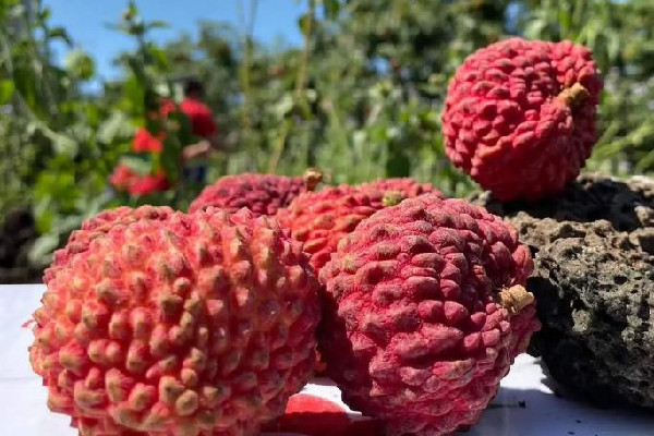 荔枝王可以保鮮多久 荔枝王可以放冰箱嗎 荔枝王可以保鮮多久 荔枝王可以放冰箱嗎