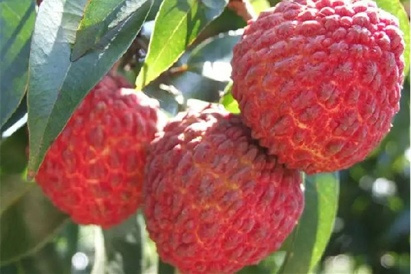 荔枝可以泡酒喝嗎 荔枝可以做什么美食 荔枝可以泡酒喝嗎 荔枝可以做什么美食