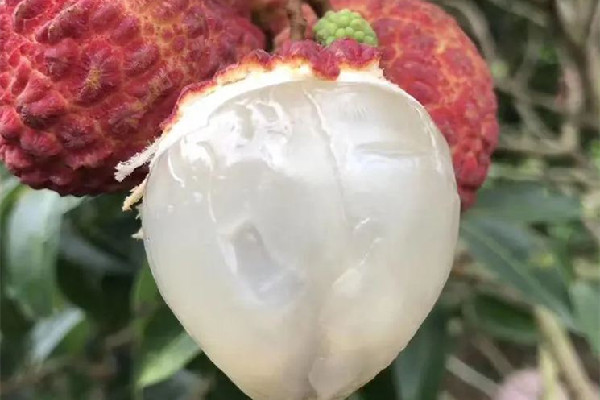 荔枝王的功效與作用 荔枝王可以美容養(yǎng)顏嗎 荔枝王的功效與作用 荔枝王可以美容養(yǎng)顏嗎