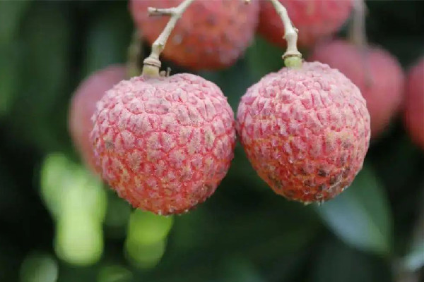 荔枝有酒味怎么回事 荔枝會造成酒駕嗎 荔枝有酒味怎么回事 荔枝會造成酒駕嗎