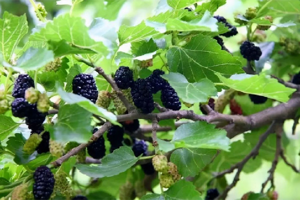 桑葚可以做什么美食 桑葚可以凍起來吃嗎 桑葚可以做什么美食 桑葚可以凍起來吃嗎