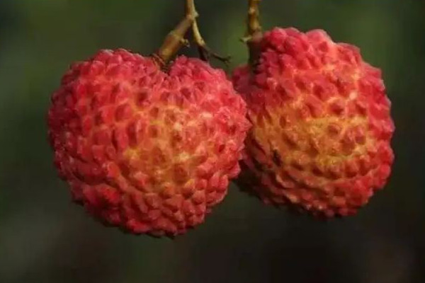 荔枝王可以保鮮多久 荔枝王可以放冰箱嗎 荔枝王可以保鮮多久 荔枝王可以放冰箱嗎