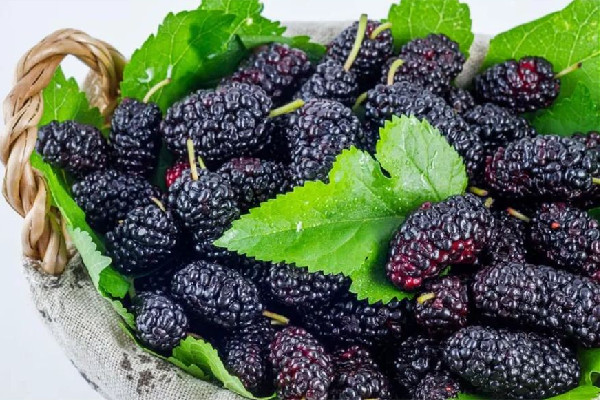 桑葚可以做什么美食 桑葚可以凍起來吃嗎 桑葚可以做什么美食 桑葚可以凍起來吃嗎