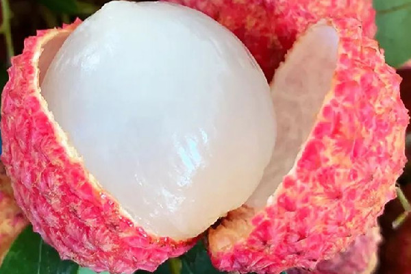 荔枝王是轉(zhuǎn)基因水果嗎 荔枝王是荔枝嗎 荔枝王是轉(zhuǎn)基因水果嗎 荔枝王是荔枝嗎