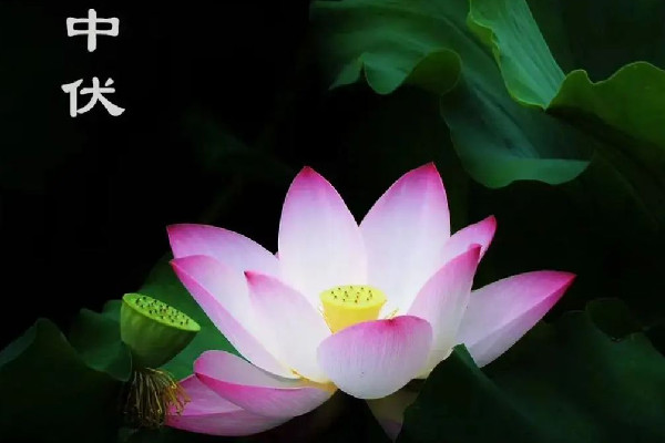 中伏是最熱的時候嗎 中伏要熱多少天 中伏是最熱的時候嗎 中伏要熱多少天