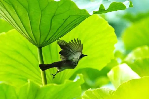 入伏要注意些什么 入伏會(huì)很熱嗎 入伏要注意些什么 入伏會(huì)很熱嗎