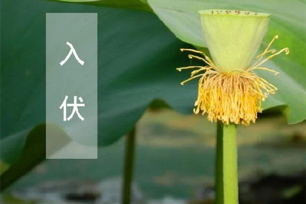 入伏是哪一天開始2022 入伏的意思與由來 入伏是哪一天開始2022 入伏的意思與由來