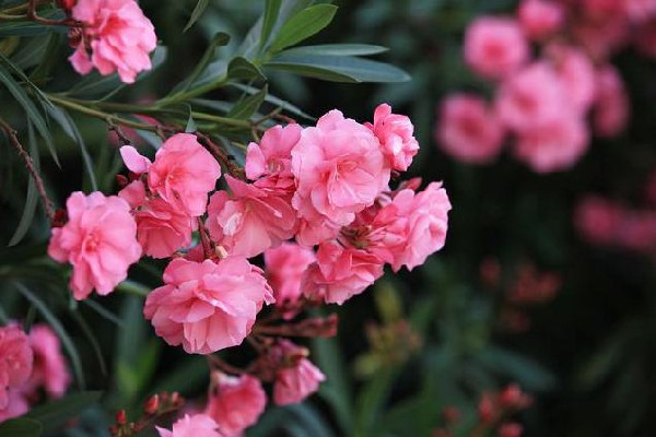 夾竹桃毒性有多強(qiáng) 夾竹桃有毒為什么還大量種植 夾竹桃毒性有多強(qiáng) 夾竹桃有毒為什么還大量種植