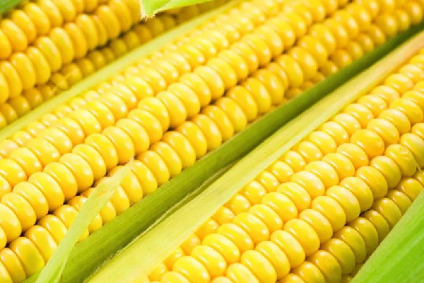 甜玉米煮著吃還是蒸著好吃 甜玉米要做蒸多久才熟 甜玉米煮著吃還是蒸著好吃 甜玉米要做蒸多久才熟