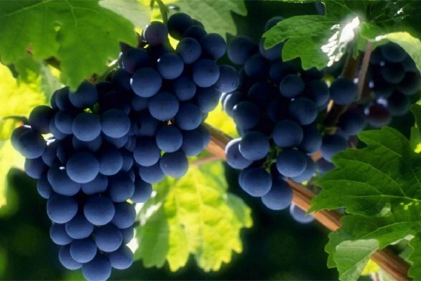 葡萄用什么洗最干凈 葡萄洗過了第二天能吃嗎 葡萄用什么洗最干凈 葡萄洗過了第二天能吃嗎