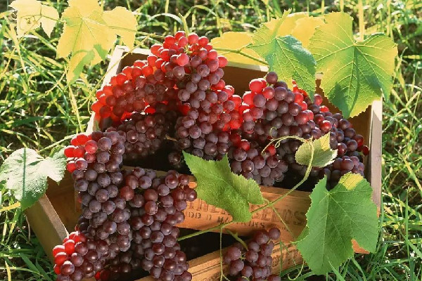 葡萄用什么洗最干凈 葡萄洗過了第二天能吃嗎 葡萄用什么洗最干凈 葡萄洗過了第二天能吃嗎