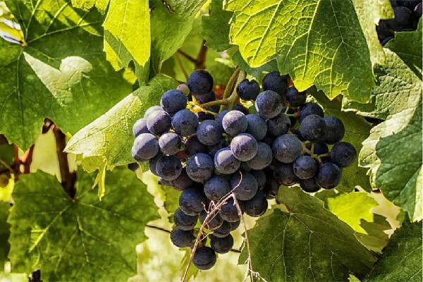 葡萄怎么保存才新鮮 葡萄保存是用保鮮膜包住還是敞開 葡萄怎么保存才新鮮 葡萄保存是用保鮮膜包住還是敞開