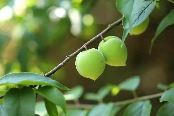 青梅有斑點是壞了嗎 青梅怎么挑選才好吃 青梅有斑點是壞了嗎 青梅怎么挑選才好吃