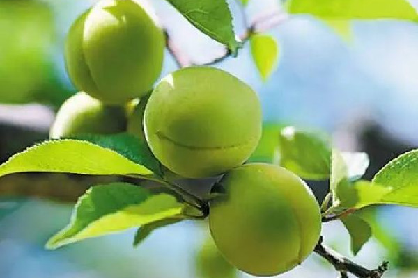 青梅怎么制作酸梅干 青梅做什么好吃 青梅怎么制作酸梅干 青梅做什么好吃