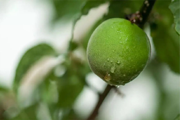 青梅有斑點是壞了嗎 青梅怎么挑選才好吃 青梅有斑點是壞了嗎 青梅怎么挑選才好吃