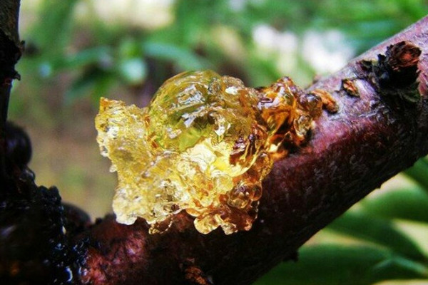 桃膠可以從樹(shù)上摘下直接吃嗎 桃膠怎么煮好吃又營(yíng)養(yǎng) 桃膠可以從樹(shù)上摘下直接吃嗎 桃膠怎么煮好吃又營(yíng)養(yǎng)