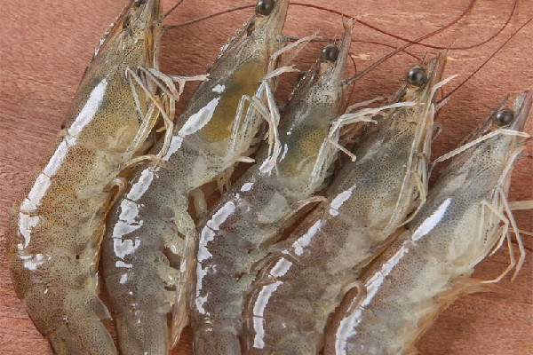 基圍蝦煮出來發(fā)黑怎么回事 基圍蝦發(fā)黑還能吃嗎 基圍蝦煮出來發(fā)黑怎么回事 基圍蝦發(fā)黑還能吃嗎