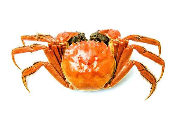 大閘蟹怎么挑選有蟹黃的 大閘蟹買(mǎi)多大的比較好 大閘蟹怎么挑選有蟹黃的 大閘蟹買(mǎi)多大的比較好