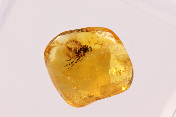 琥珀多少錢一克2022年 琥珀有收藏價(jià)值嗎 琥珀多少錢一克2022年 琥珀有收藏價(jià)值嗎