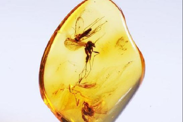 琥珀多少錢一克2022年 琥珀有收藏價(jià)值嗎 琥珀多少錢一克2022年 琥珀有收藏價(jià)值嗎