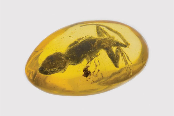 琥珀有辟邪的作用嗎 琥珀適合什么人佩戴 琥珀有辟邪的作用嗎 琥珀適合什么人佩戴