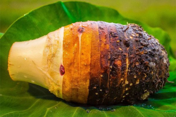 荔浦芋頭可以燉排骨嗎 荔浦芋頭燉多久可以熟 荔浦芋頭可以燉排骨嗎 荔浦芋頭燉多久可以熟